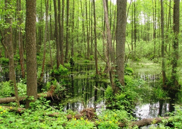 Міжрічинський РЛП. Фото: vk.com/mizhrich