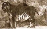 Туранський тигр