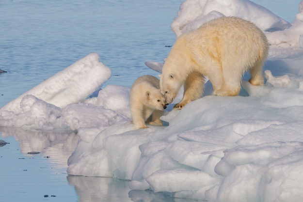 Зміна клімату - один з основних чинників втрати видів тварин і рослин