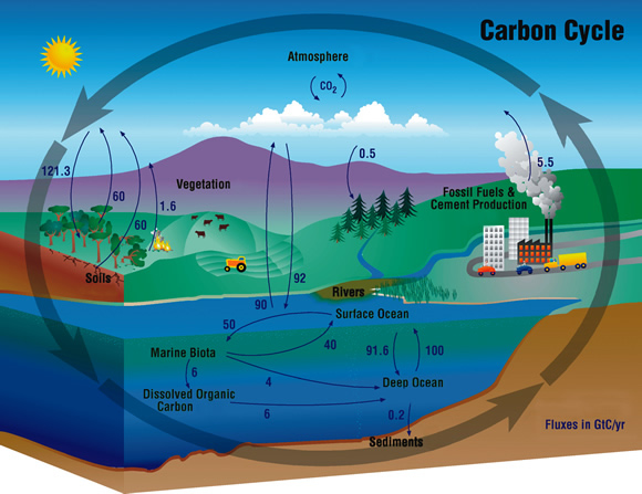 Вуглецевий цикл