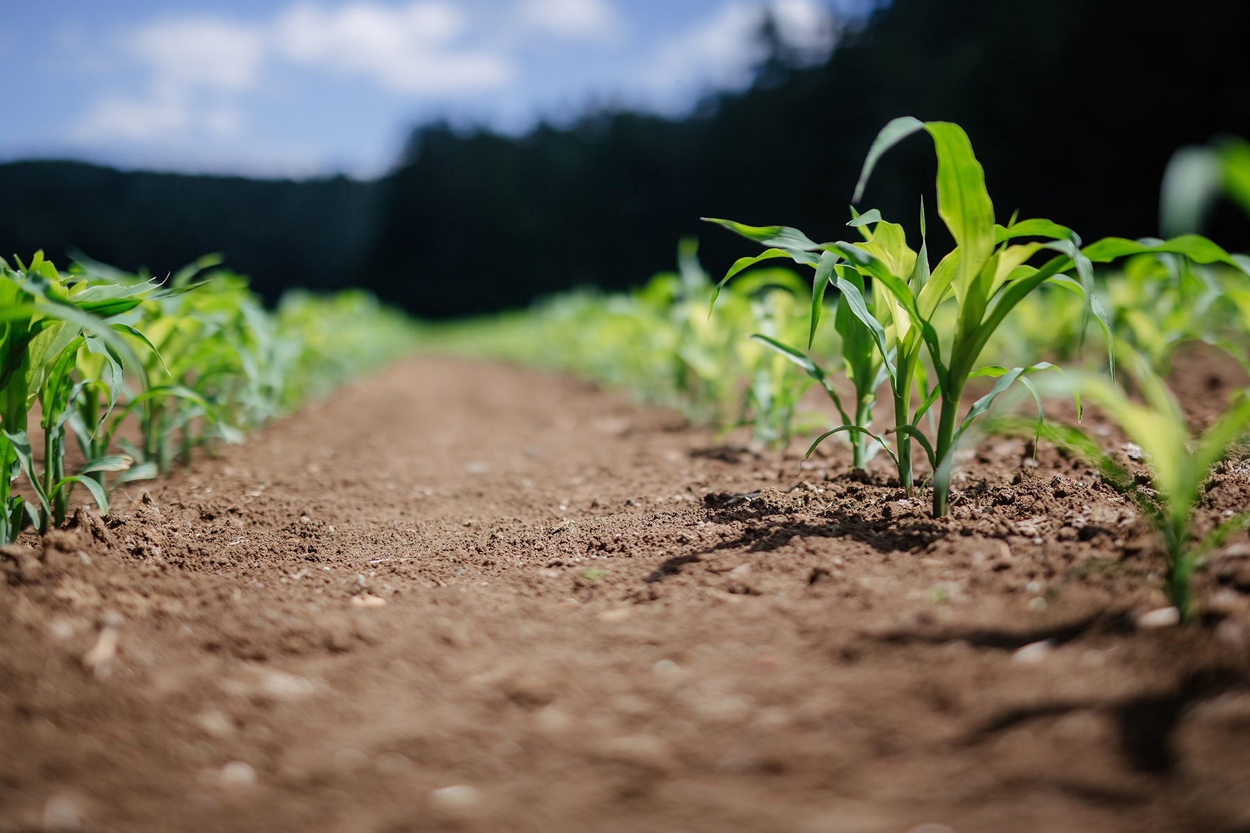 Оаза серед пустелі. Як сільським громадам пристосуватися до зміни клімату Оаза серед пустелі. Як сільським громадам пристосуватися до зміни клімату