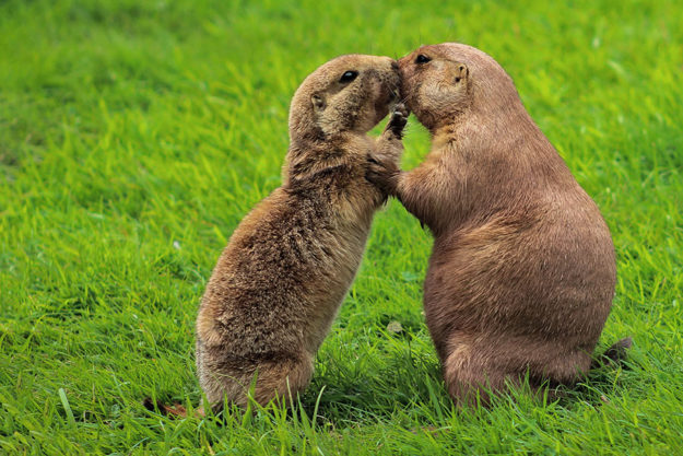 З яким напрямком Екодії ви були б ідеальною парою?