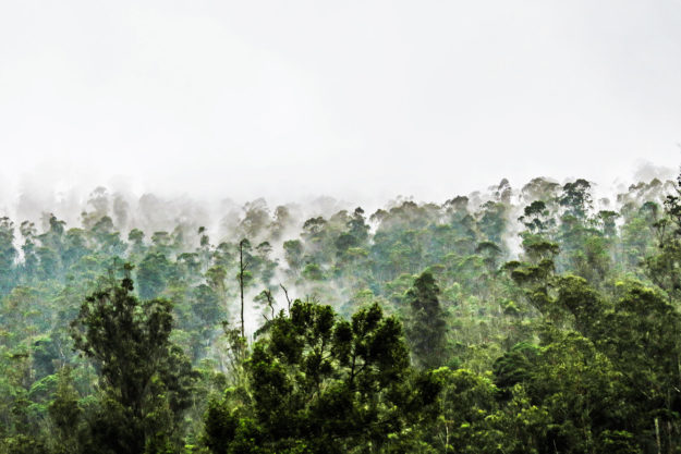 Топ-10 висновків науковців у галузі кліматології за 2020 рік