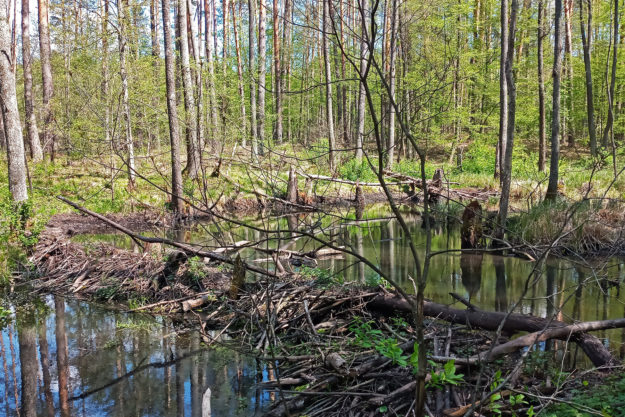 Води болотам!