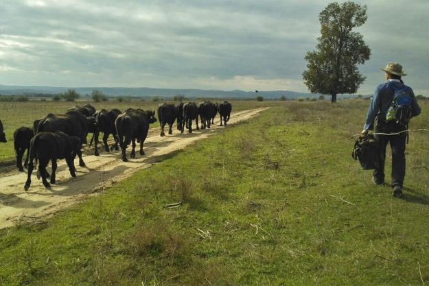 Велике переселення буйволів