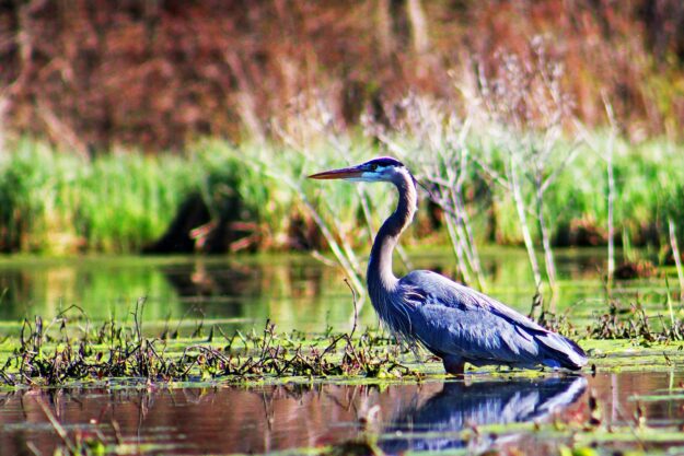 Як природа рятує нас від зміни клімату