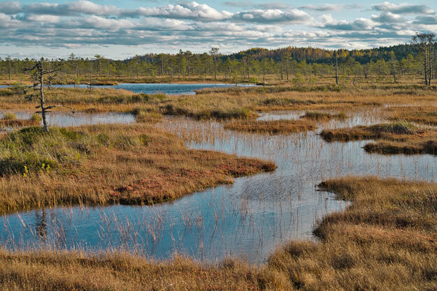 Як в Україні відновлюють життя боліт. Три історії