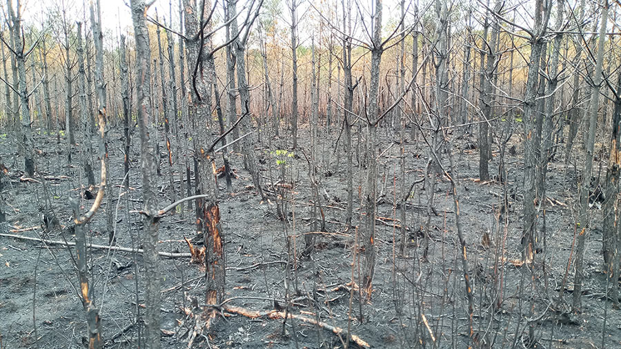 Наслідки пожежі на торфовищі поблизу села Рудня-Озерянська, Житомирська область, дата зйомки - квітень 2020