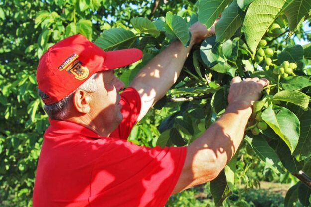 Не оре землю 15 років й висаджує горіхи навколо полів: фермер з Вінниччини зберігає родючість ґрунту