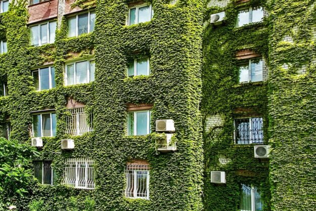 Вертикальне озеленення будівель: що потрібно знати