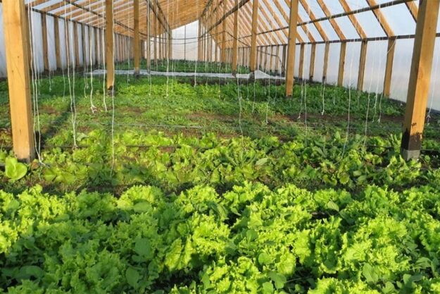 Ніяких хімікатів: про унікальне органічне господарство на Шосткинщині