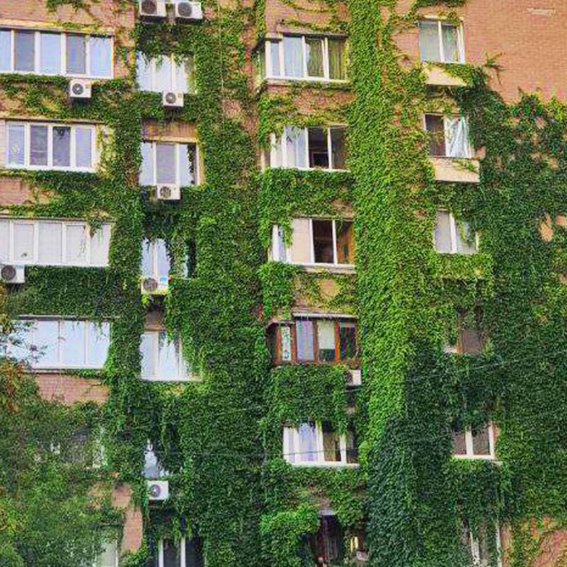 Зелена стіна житлового будинку, Київ. Фото: Дар’я Лазарєва