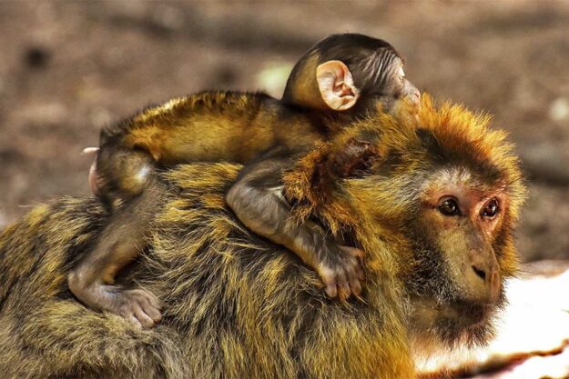 Зміна клімату продовжує знищувати тварин: хто наступний?