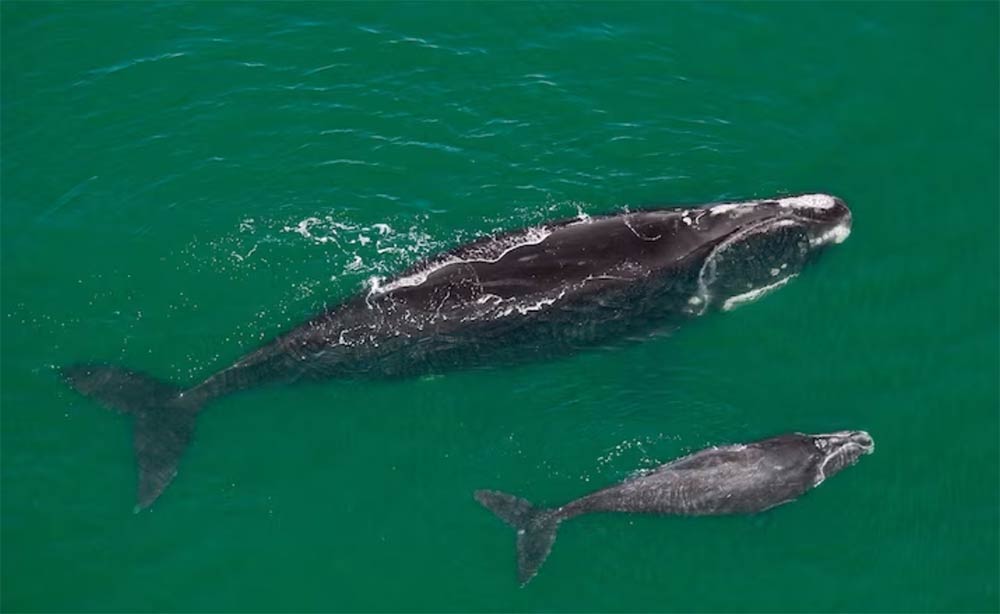 Самка північноатлантичного гладкого кита та її дитинча пливуть біля Флориди. Фото: Brian J. Skerry, Nat Geo Image Collection