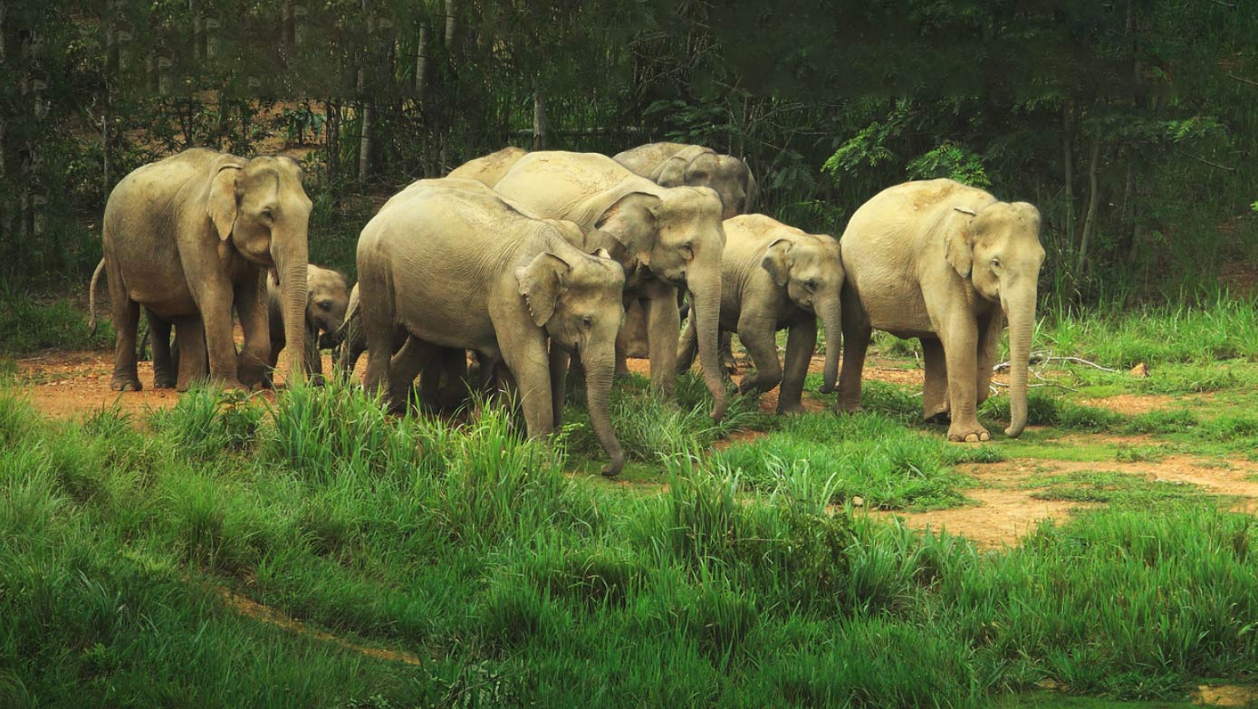 Індійський слон (Elephas maximus). Фото ©duangnapa_b/Shutterstock