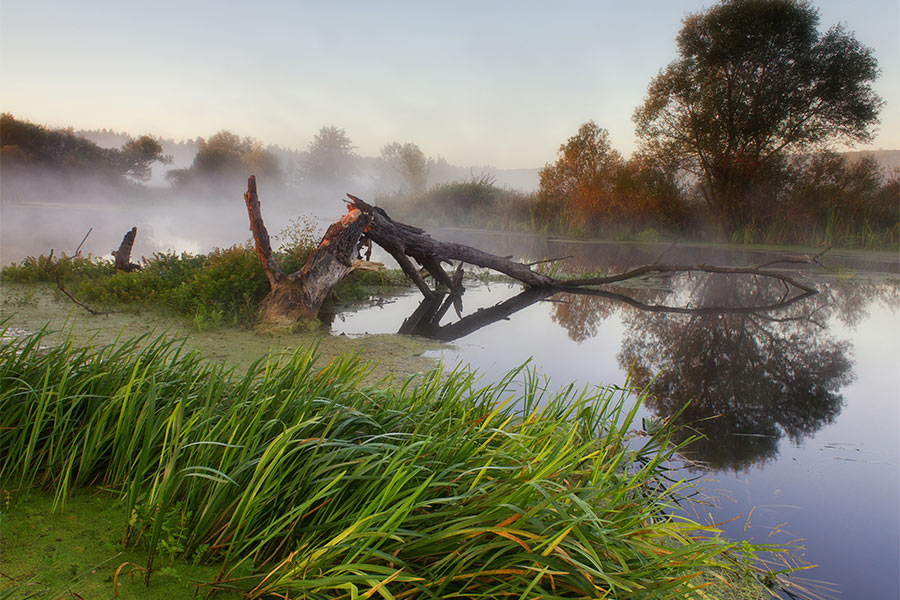 Болота в Україні, Фото Tulbanov Болота в Україні, Фото Tulbanov