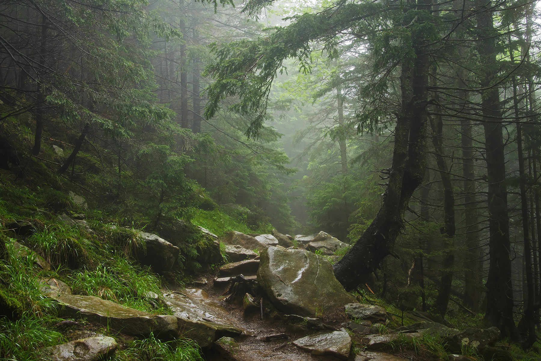 Чому Україні потрібно зберігати старовікові ліси Чому Україні потрібно зберігати старовікові ліси