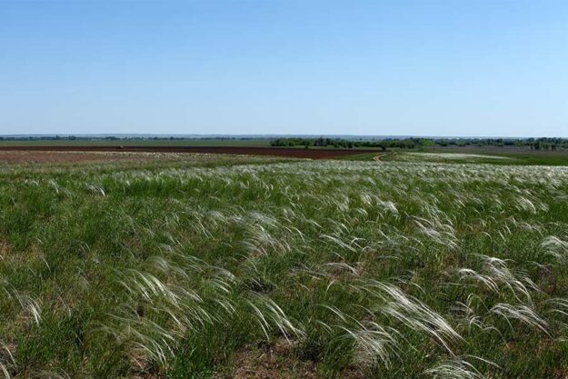 Степи України