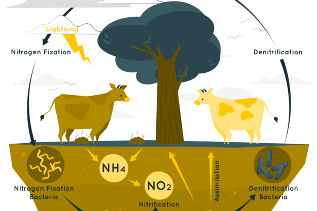 Впровадження нітратної директиви