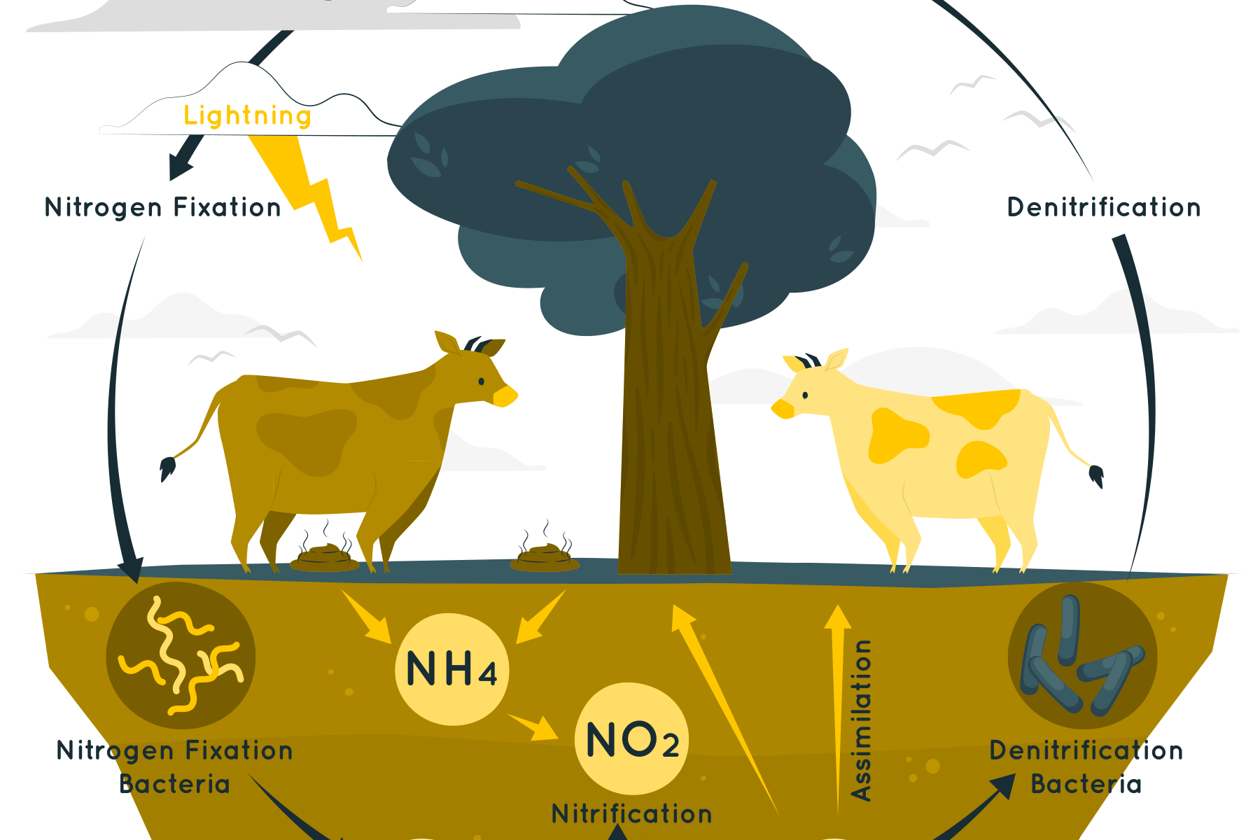 Впровадження нітратної директиви