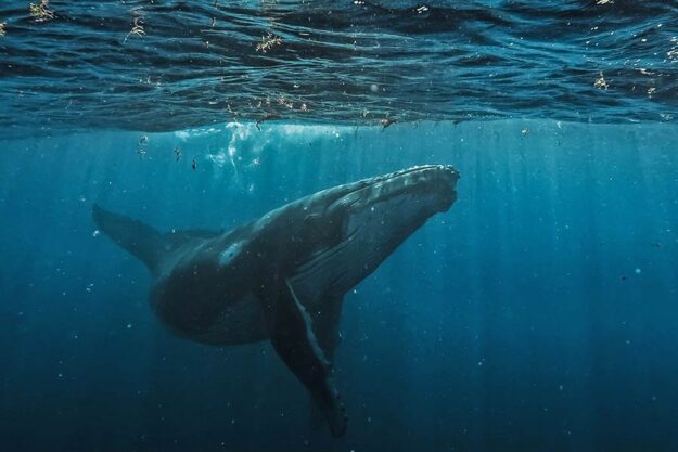 ocean-life