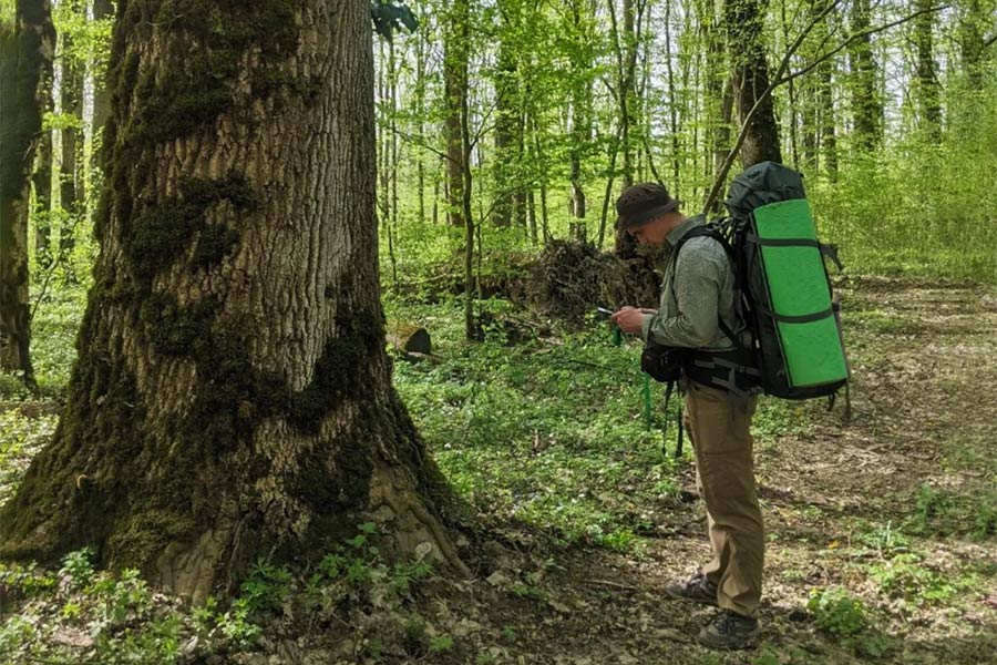 Старовіковий ліс Старовіковий ліс